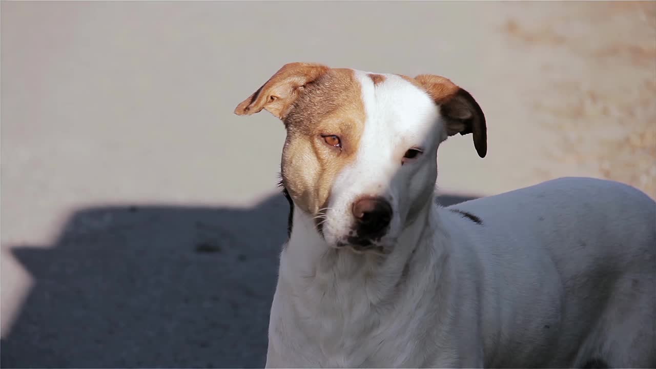 比特斗牛犬在看镜头。缓慢的运动。近距离，4K分辨率。视频素材