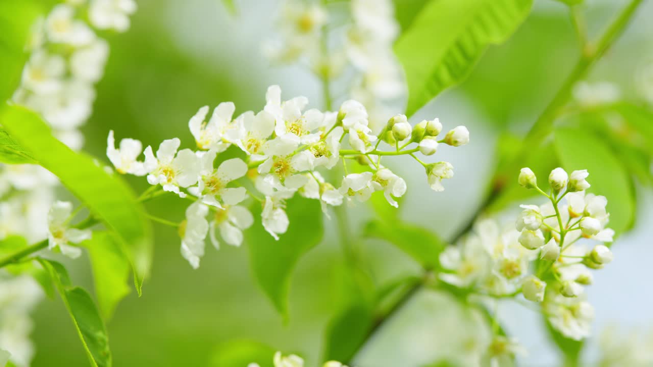 开花的鸟樱桃树的树枝。鸟樱花树在开花。大规模开花。缓慢的运动。视频素材