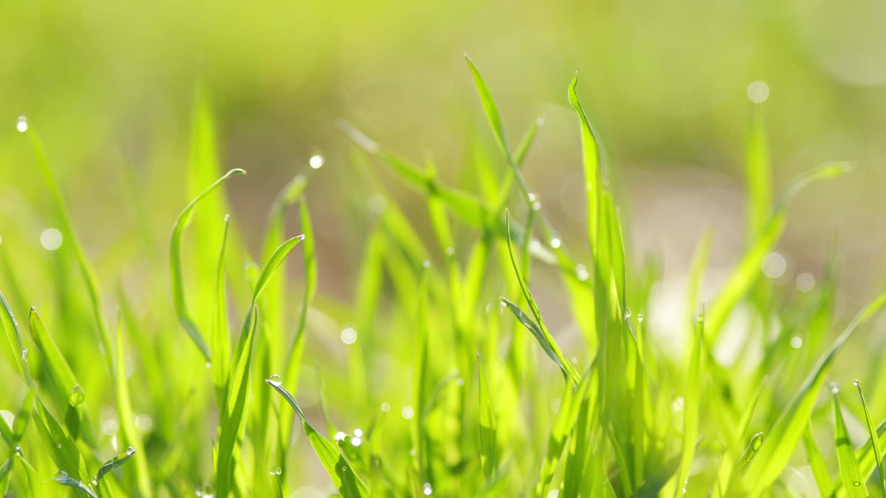 雨滴落在绿色的草地上。夏季或春季自然背景以绿草为主。视频素材