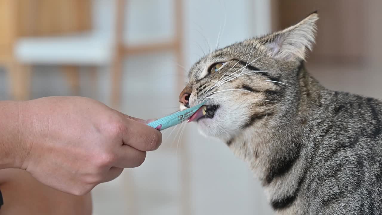 家短毛猫舔主人的液体零食。视频素材