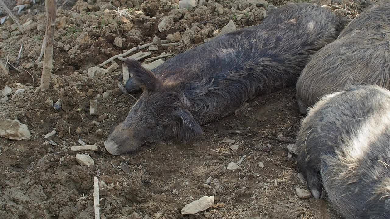 在炎热的天气里，一只懒惰的野猪闭着眼睛躺在地上的阴影里视频素材