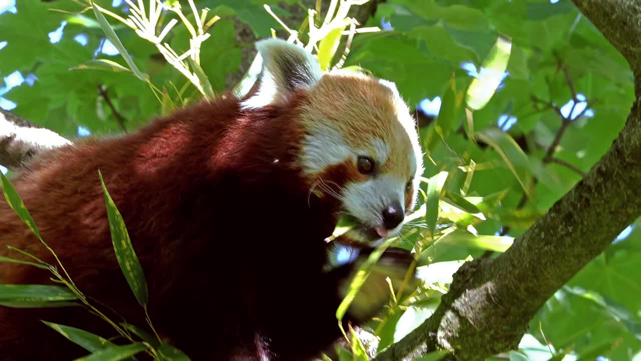 小熊猫，也叫小熊猫，还有坐在树上的红猫熊视频素材