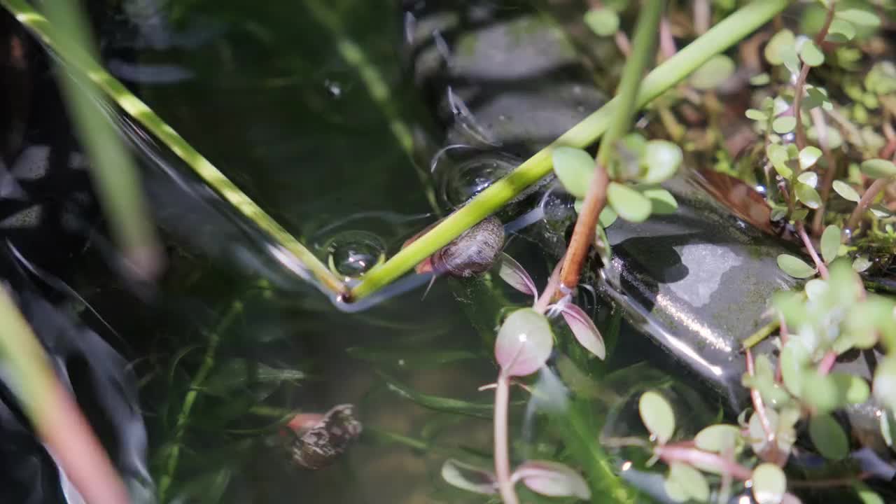 吃水生植物苔藓的蜗牛贝类视频素材