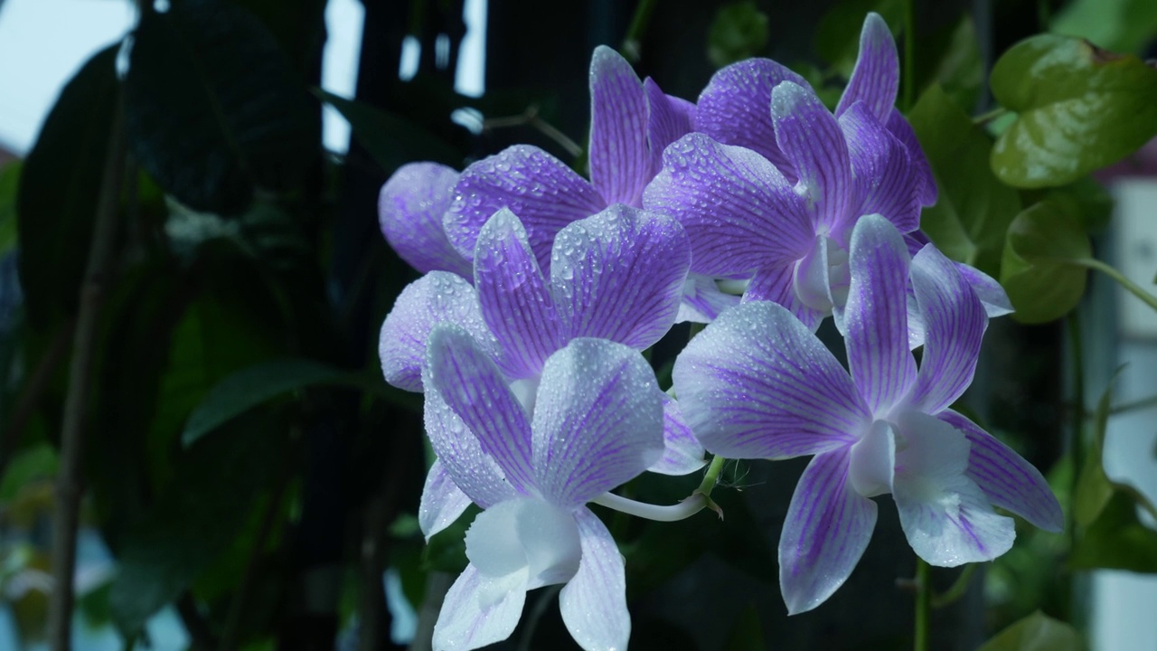 紫兰花。视频素材