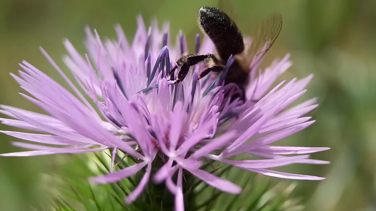 蜜蜂采集花蜜和花粉视频素材