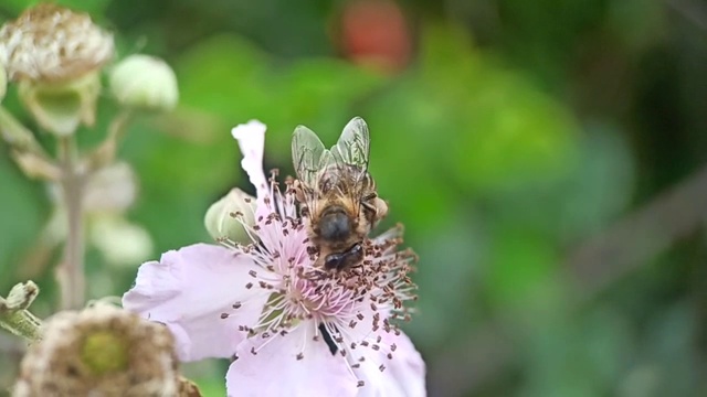 蜜蜂采集花蜜和花粉视频素材