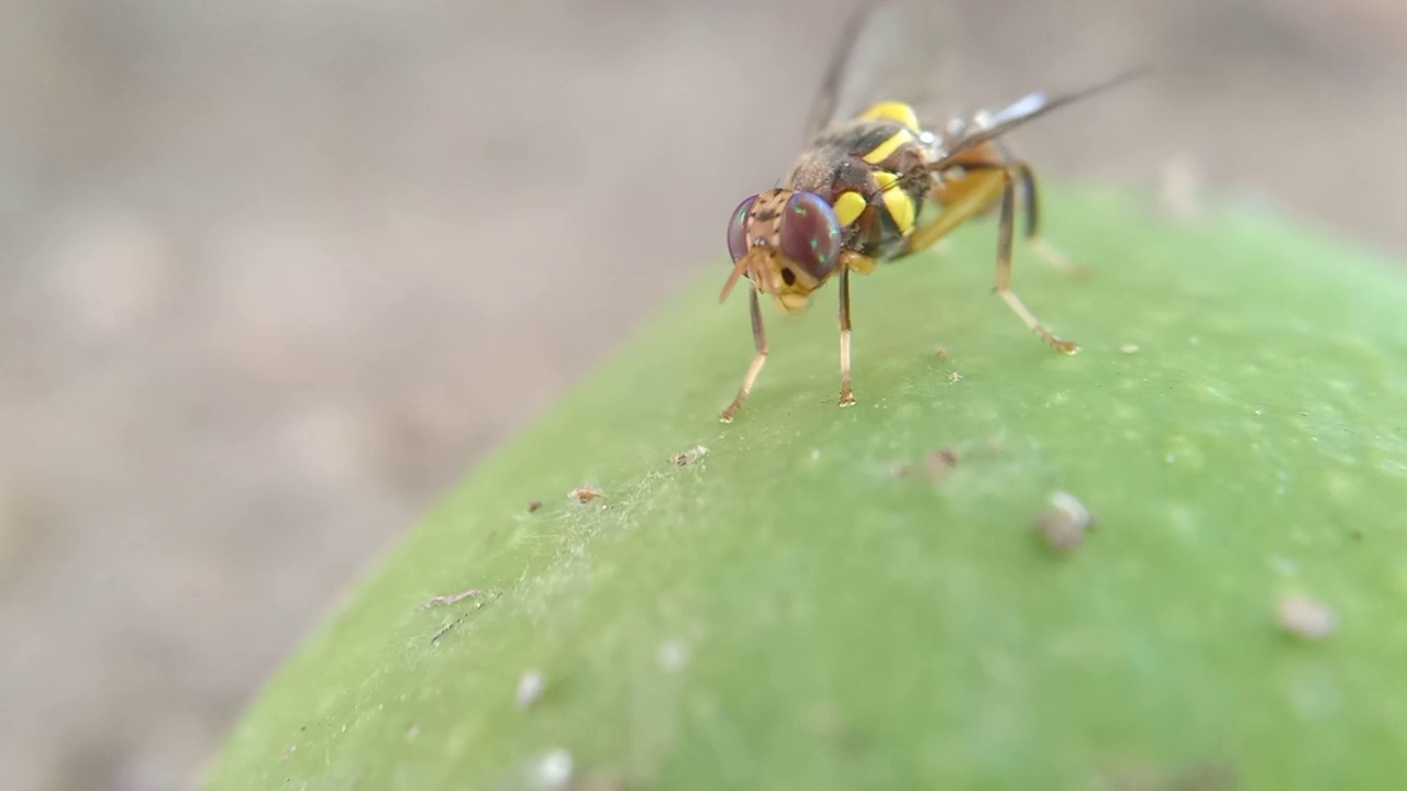 昆虫视频下载