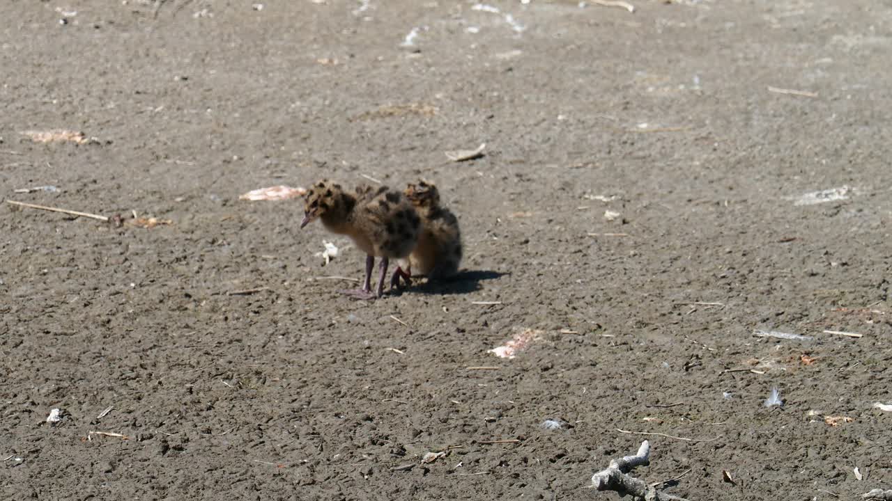 英国兰开夏郡西尔弗代尔附近雷顿莫斯RSPB保护区的黑头鸥幼崽。视频素材