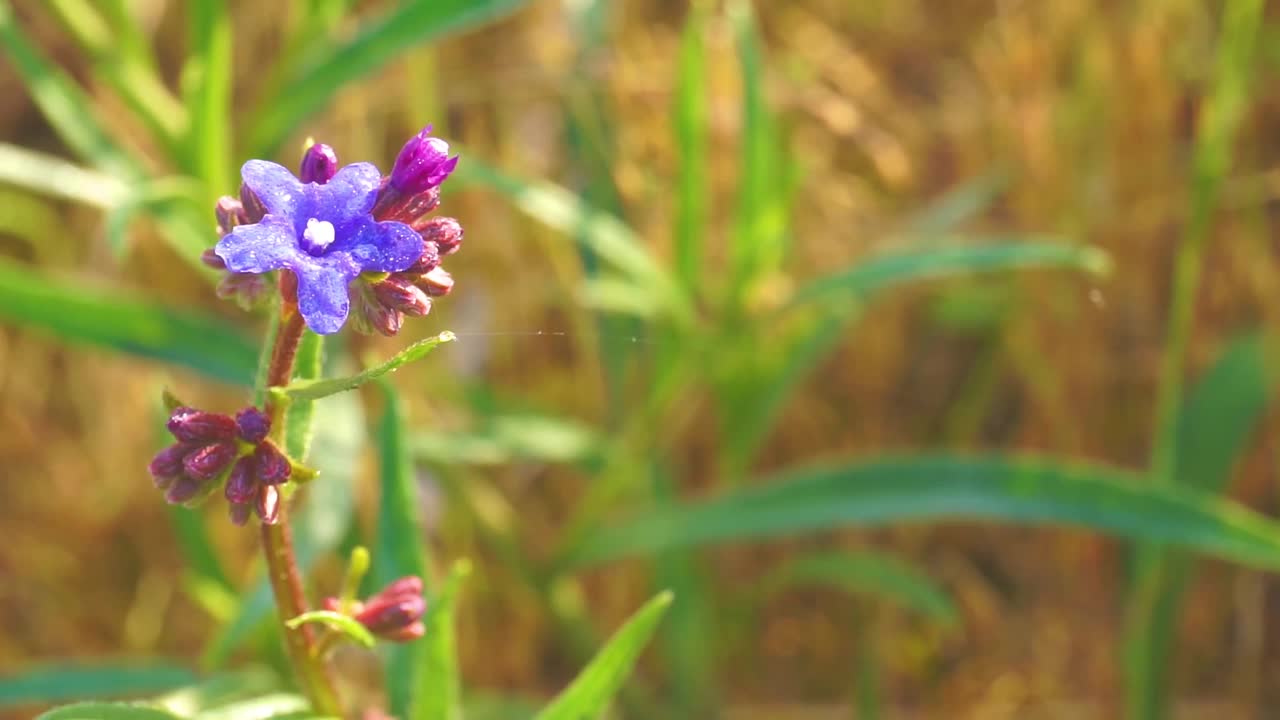 蓝花盛开视频素材