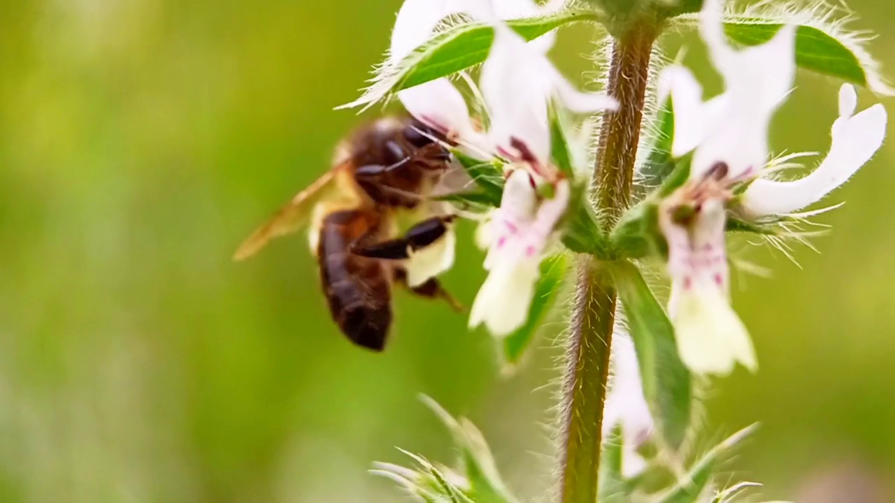 蜜蜂采集花蜜和花粉视频素材