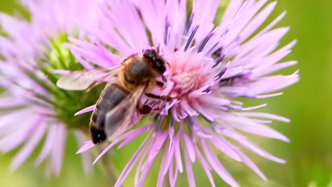 蜜蜂采集花蜜和花粉视频素材