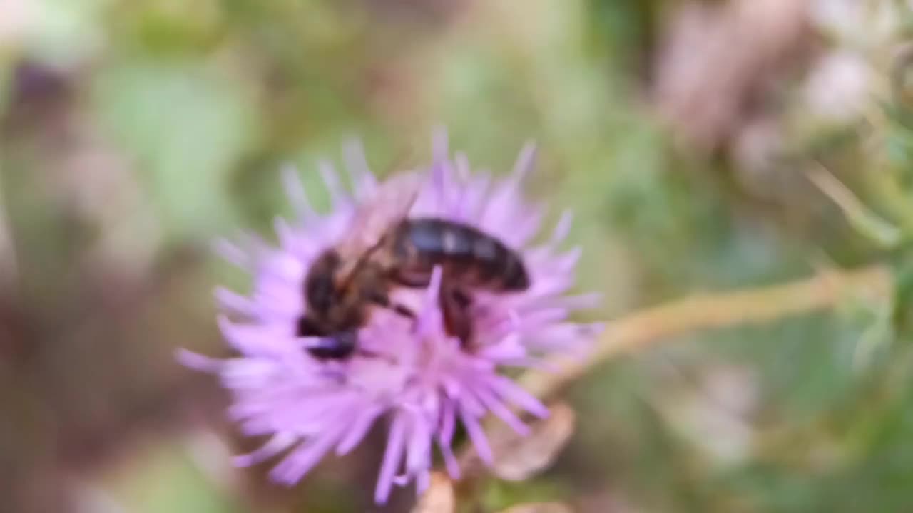 蜜蜂采集花蜜和花粉视频素材