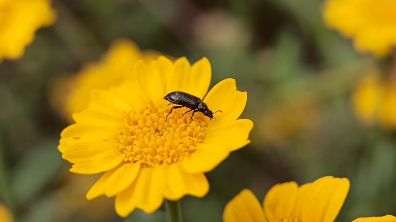 美丽的昆虫在花上的dasyetes gonocerus Mulsant视频素材