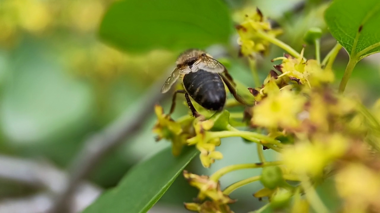 蜜蜂采集花蜜和花粉视频素材