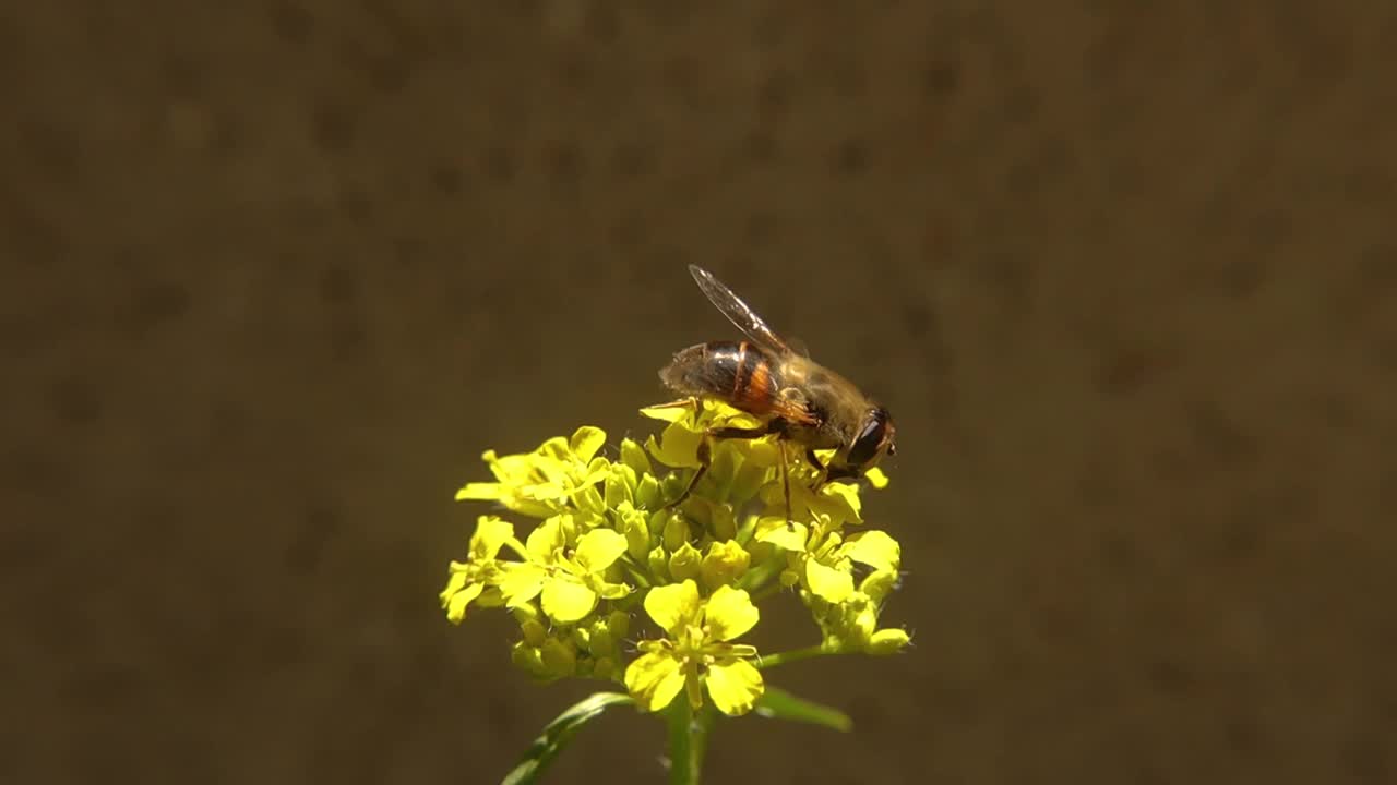 食蚜蝇啜着黄花的花蜜。
普通雄蜂(Eristalis tenax)
不是蜜蜂，是蜜蜂。
花虻。视频素材