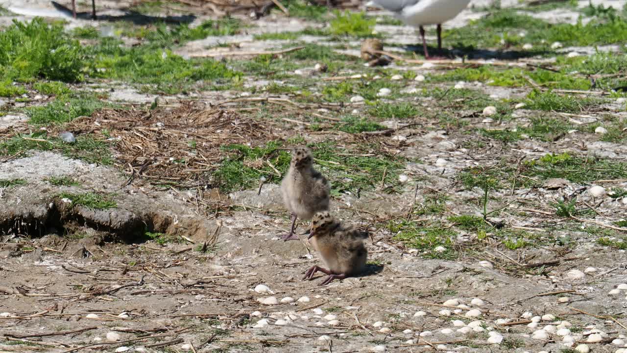 英国兰开夏郡西尔弗代尔附近的雷顿莫斯RSPB保护区，黑头鸥与雏鸟筑巢。视频素材