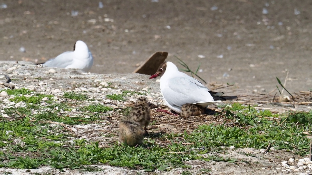 英国兰开夏郡西尔弗代尔附近的雷顿莫斯RSPB保护区，黑头鸥和雏鸟。视频素材