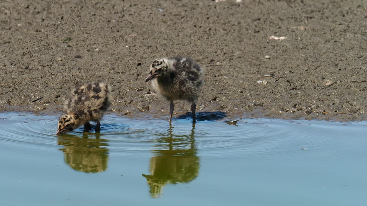 英国兰开夏郡西尔弗代尔附近雷顿莫斯RSPB保护区的黑头鸥幼崽。视频素材