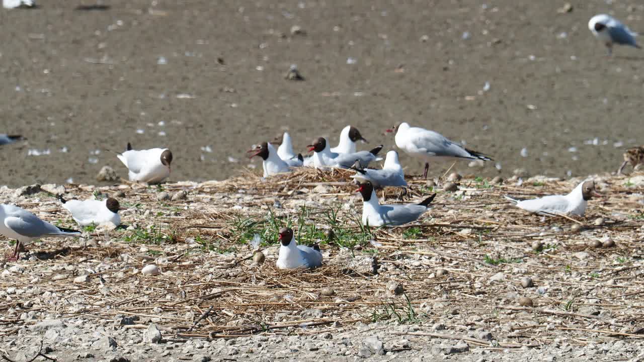 英国兰开夏郡西尔弗代尔附近的雷顿莫斯RSPB保护区，黑头鸥和雏鸟。视频素材