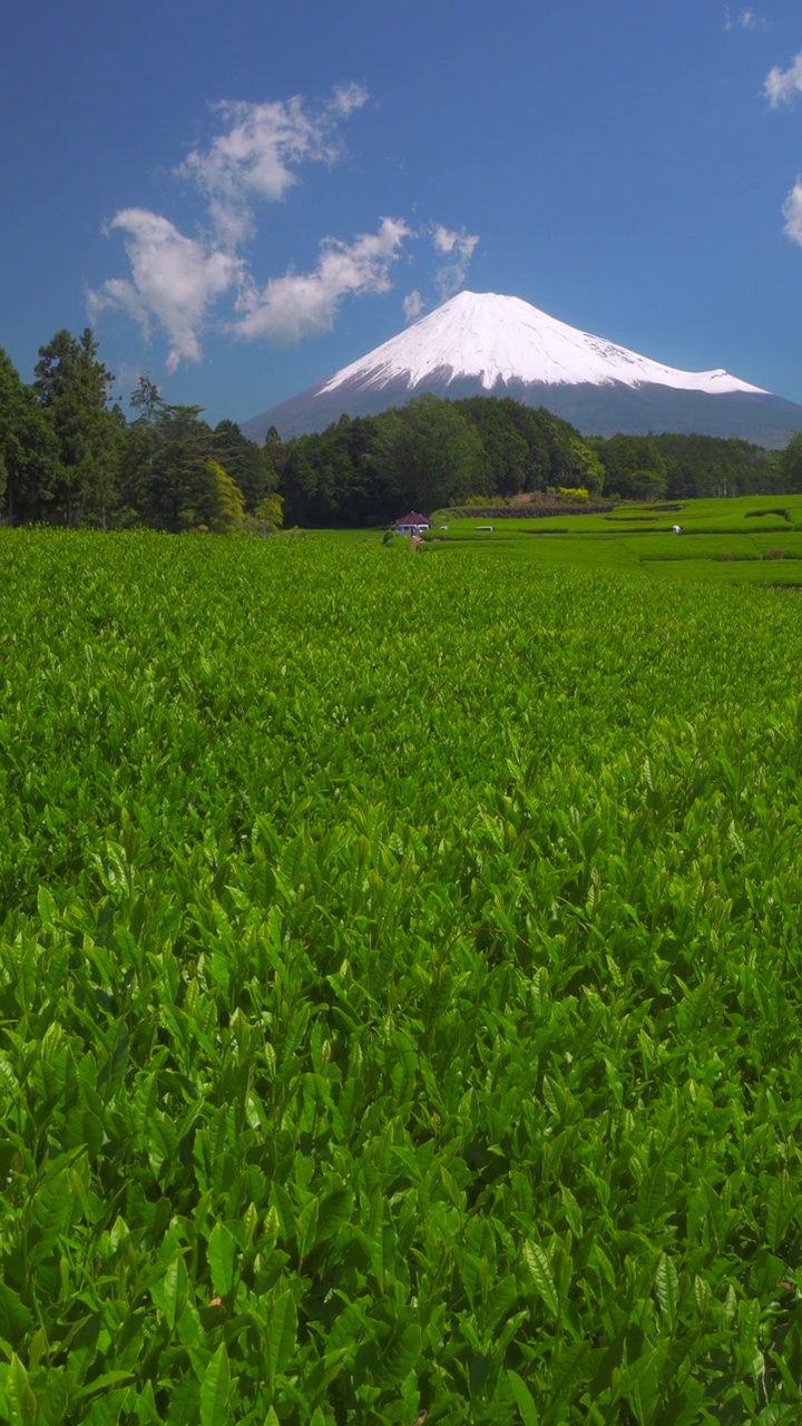 绿茶种植园和富士山/小渊Sasaba，静冈县视频素材