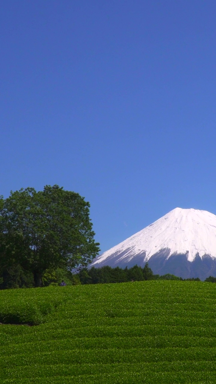 绿茶种植园和富士山/小渊Sasaba，静冈县视频素材