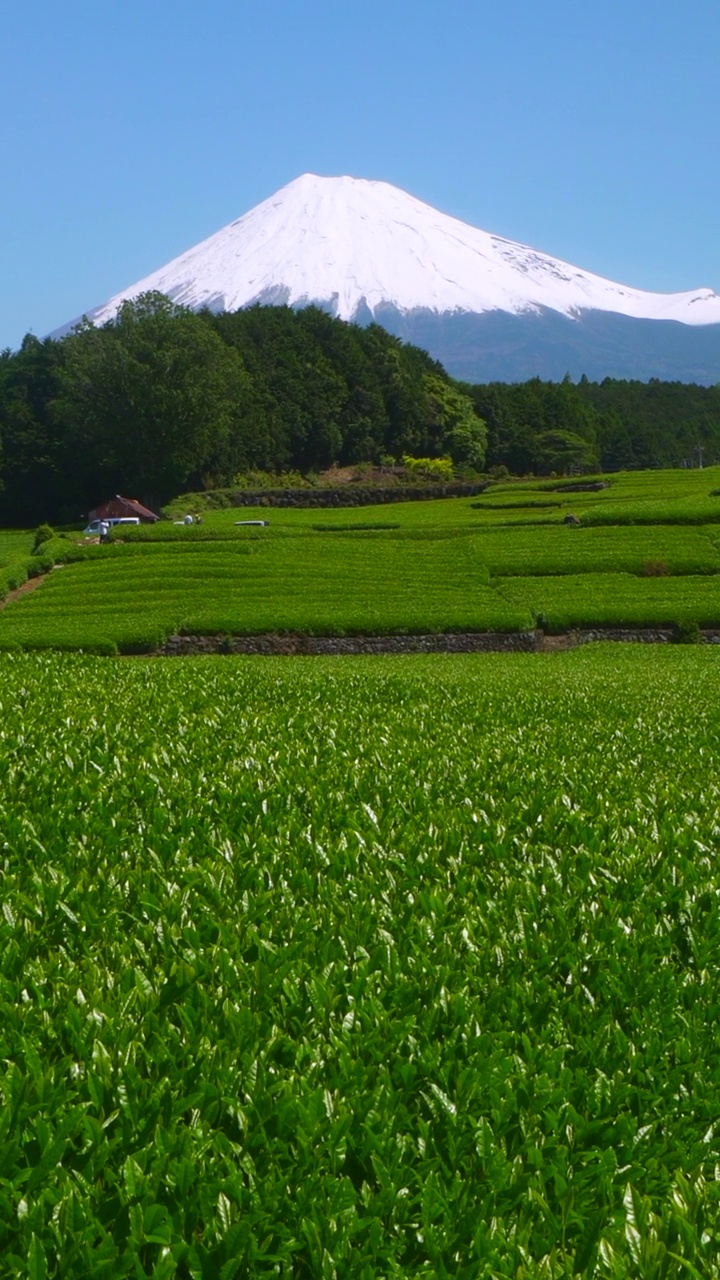 绿茶种植园和富士山/小渊Sasaba，静冈县视频素材