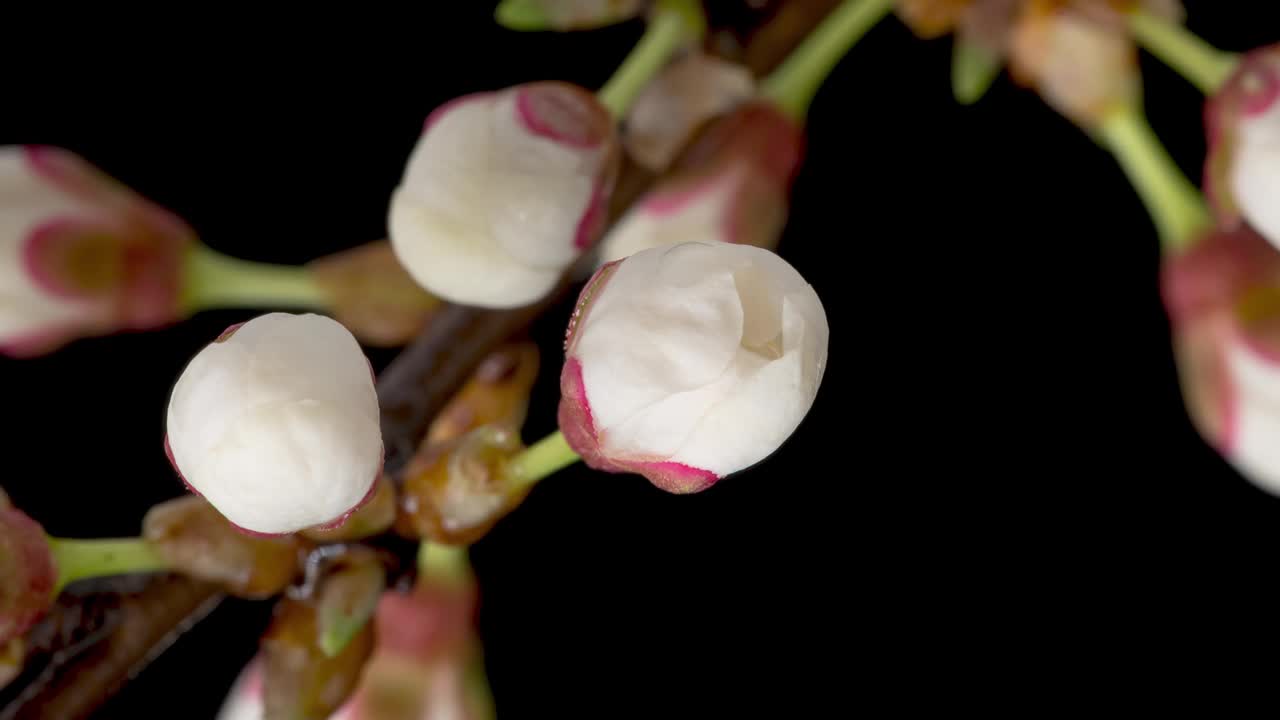 4K延时樱花梅花开花视频素材