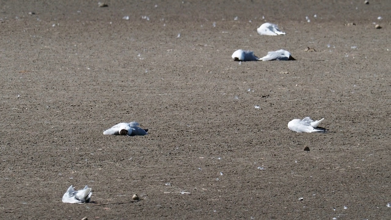 在英国兰开夏郡西尔弗代尔附近的雷顿莫斯RSPB保护区，死于禽流感的死亡和垂死的黑头鸥。视频素材