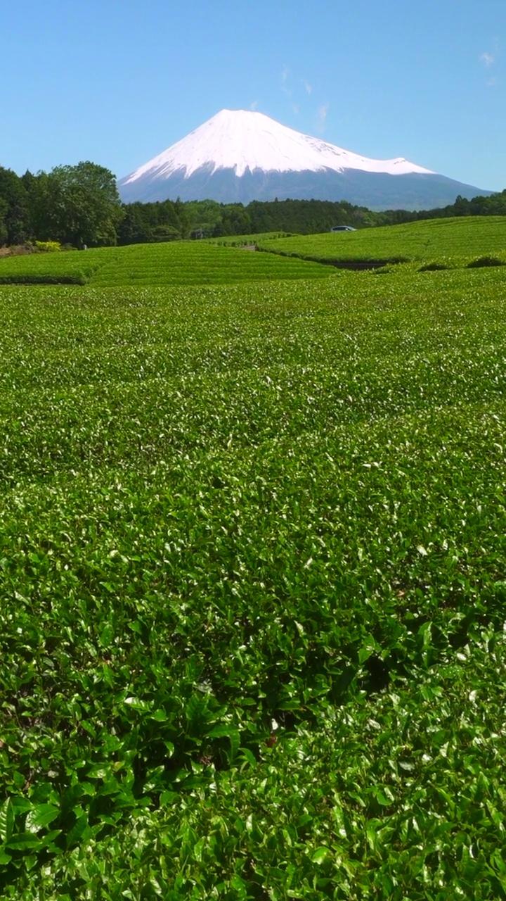 绿茶种植园和富士山/小渊Sasaba，静冈县视频素材