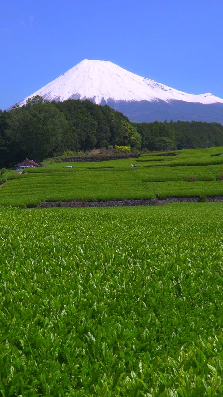 绿茶种植园和富士山/小渊Sasaba，静冈县视频素材