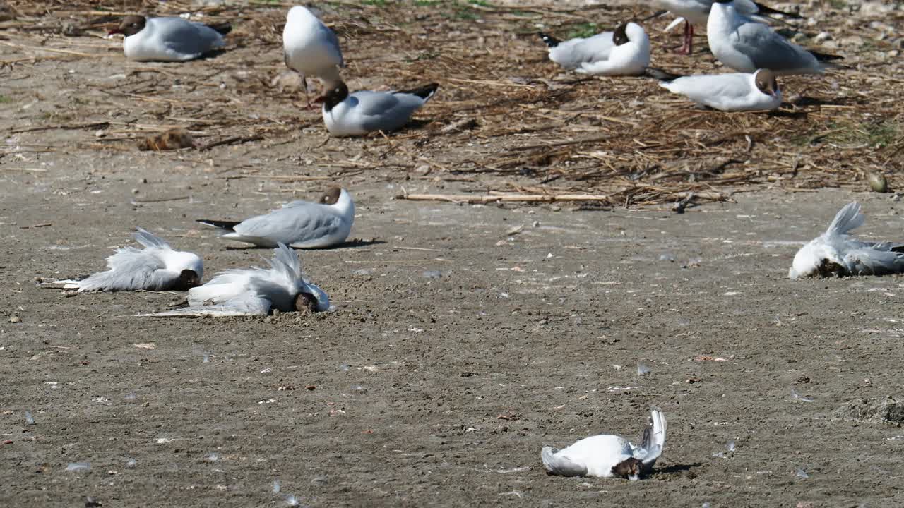 在英国兰开夏郡西尔弗代尔附近的雷顿莫斯RSPB保护区，死于禽流感的死亡和垂死的黑头鸥。视频素材