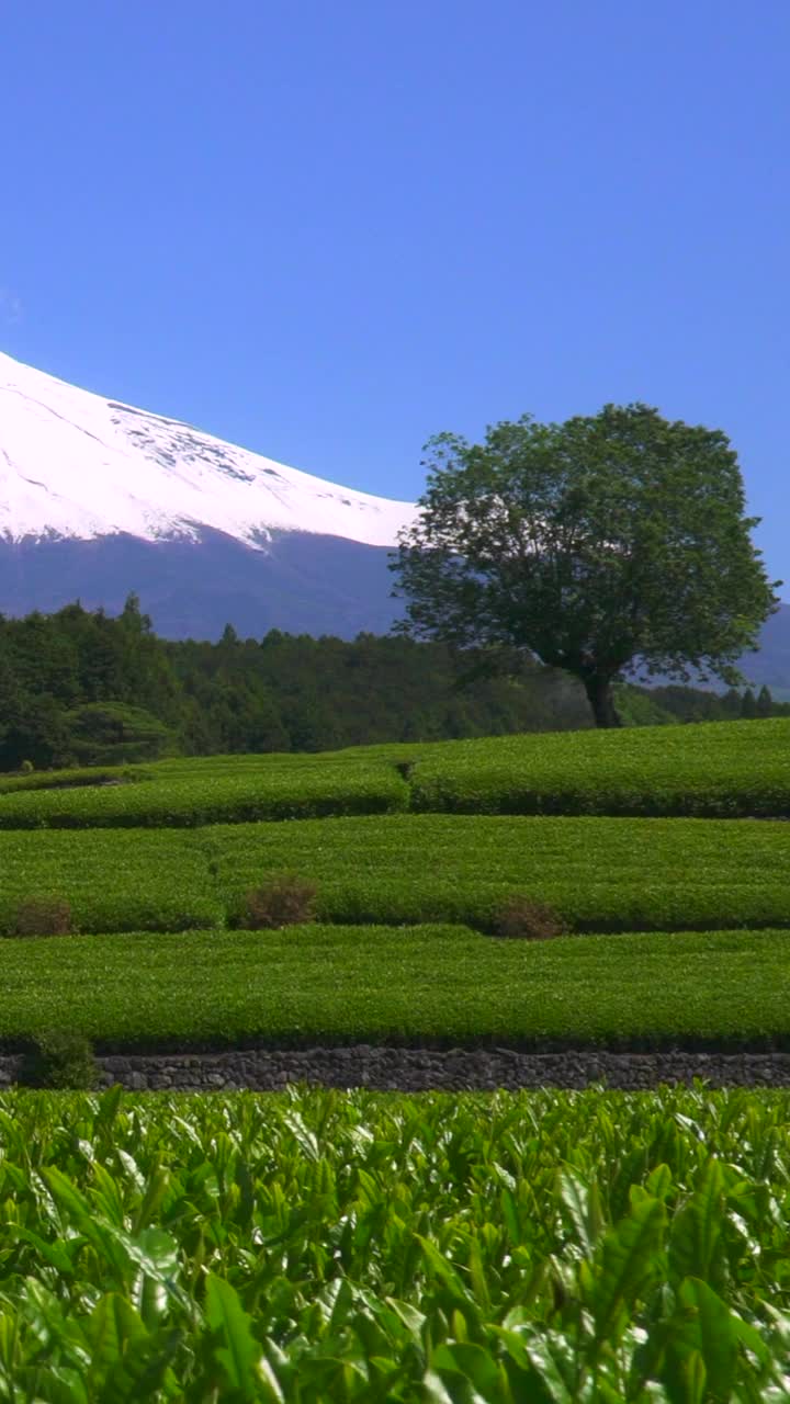 绿茶种植园和富士山/小渊Sasaba，静冈县视频素材