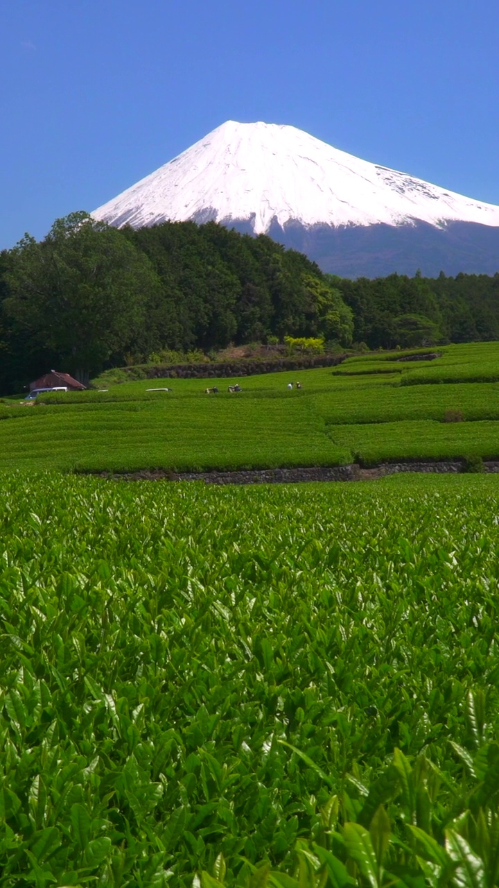 绿茶种植园和富士山/小渊Sasaba，静冈县视频素材