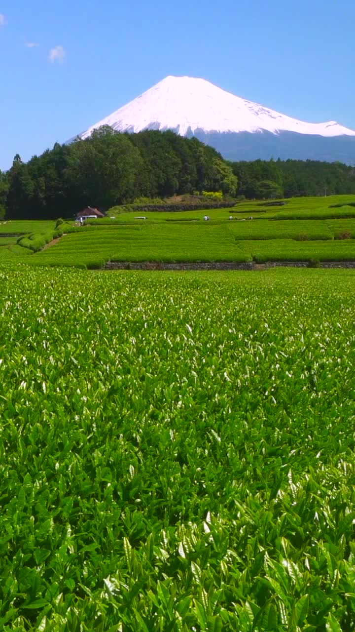 绿茶种植园和富士山/小渊Sasaba，静冈县视频素材