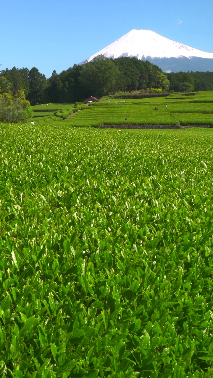 绿茶种植园和富士山/小渊Sasaba，静冈县视频素材