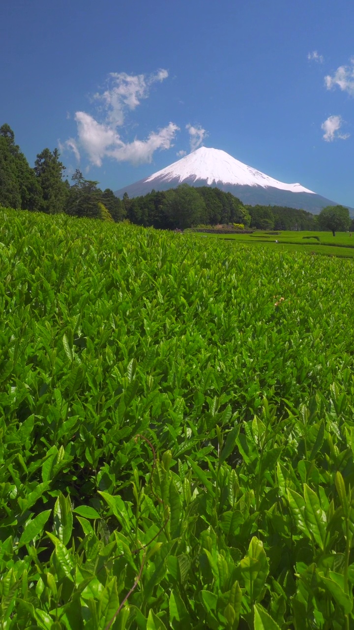 绿茶种植园和富士山/小渊Sasaba，静冈县视频素材