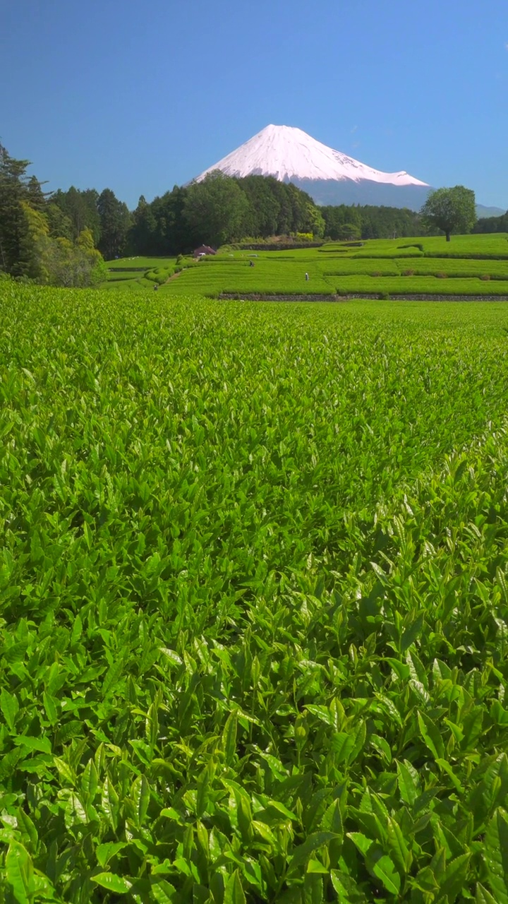 绿茶种植园和富士山/小渊Sasaba，静冈县视频素材