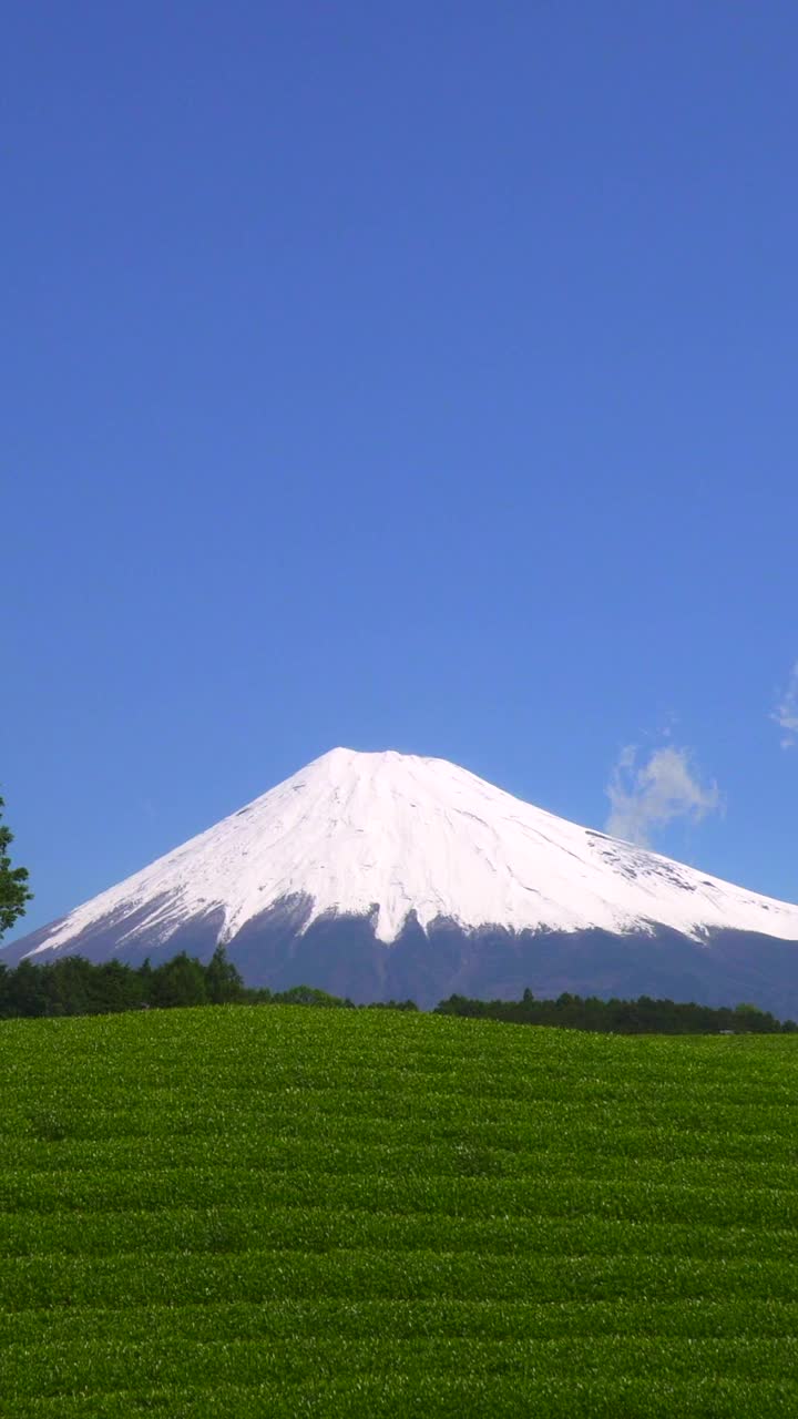 绿茶种植园和富士山/小渊Sasaba，静冈县视频素材