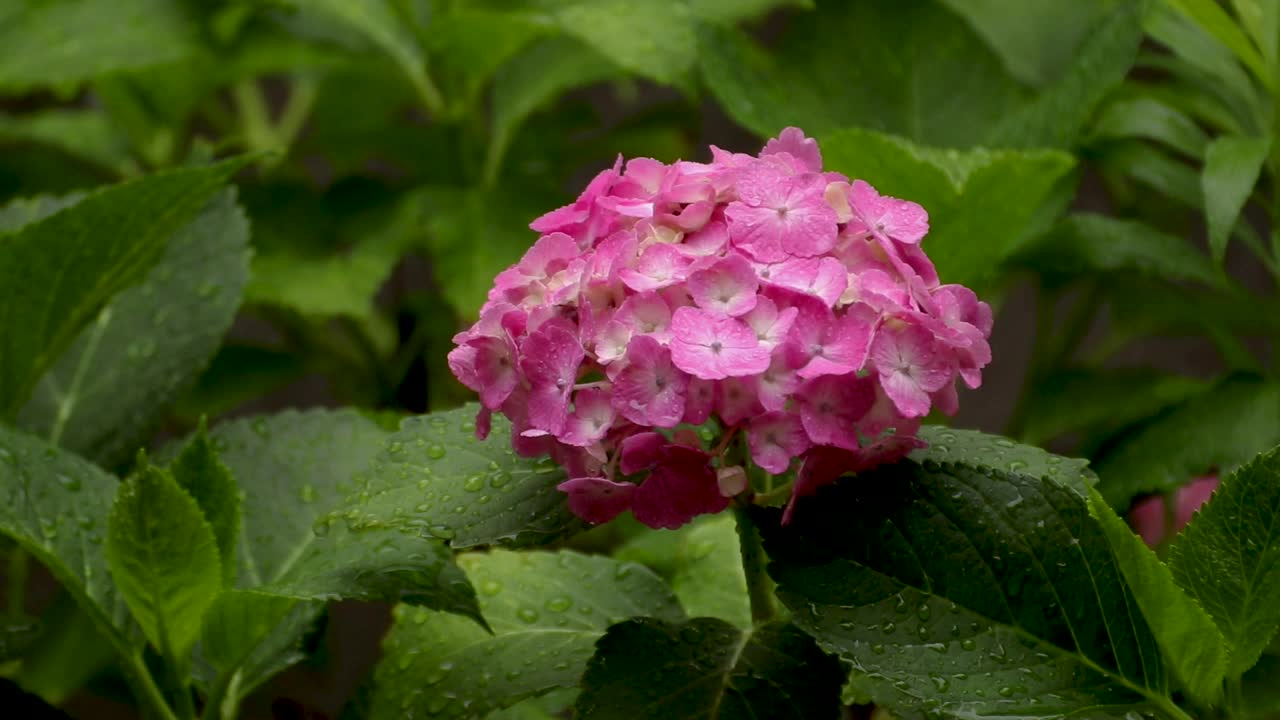 粉红色的绣球花被雨淋湿了视频素材