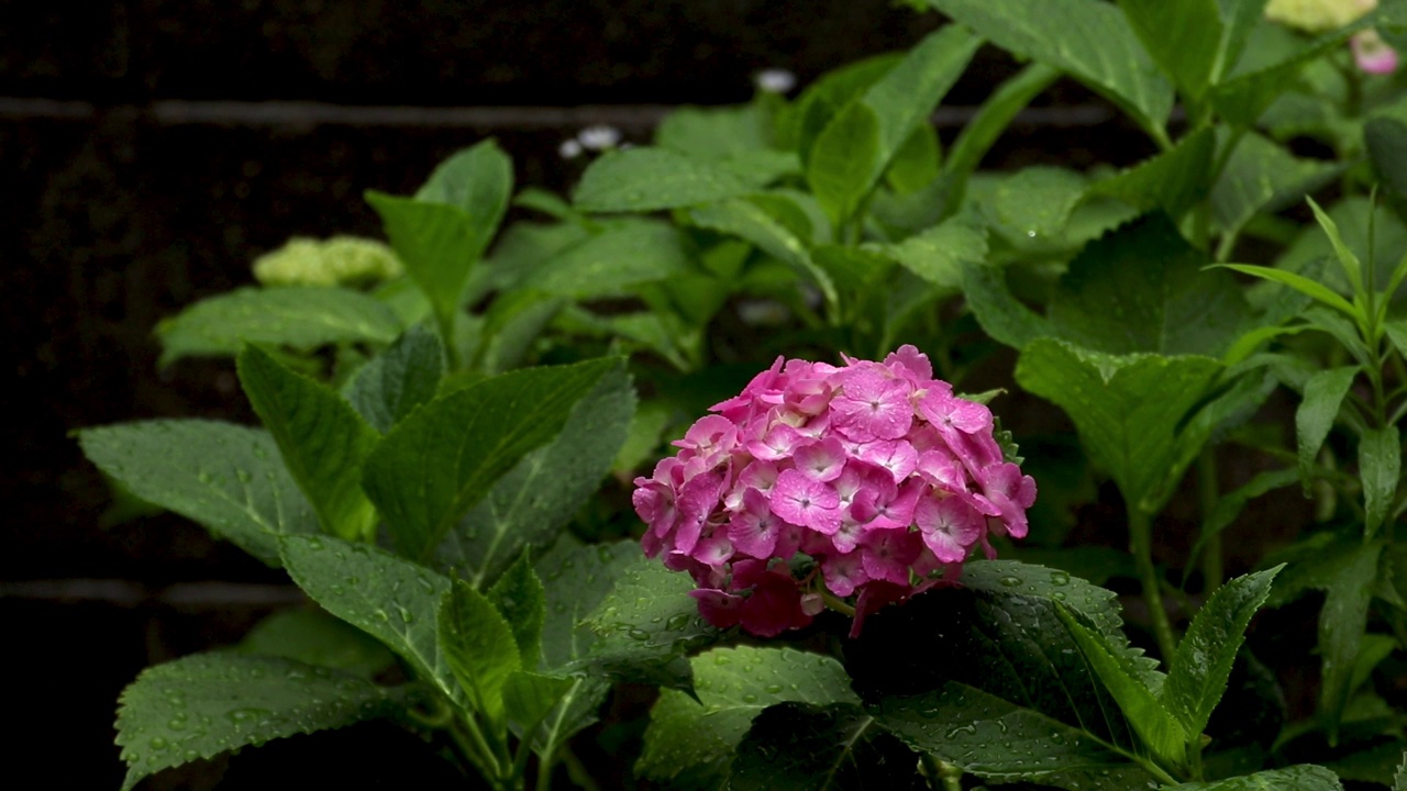 粉红色的绣球花被雨淋湿了视频素材