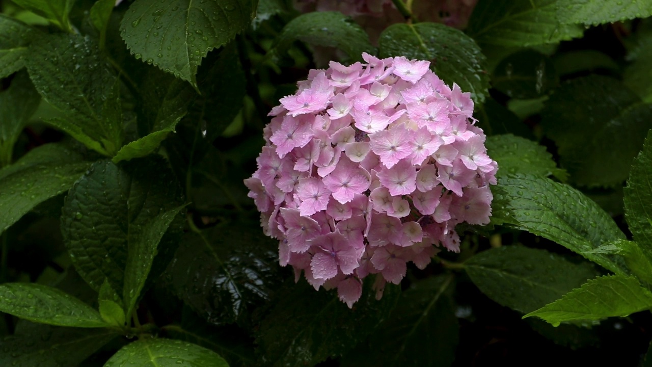 粉红色的绣球花在大雨中湿透了视频素材