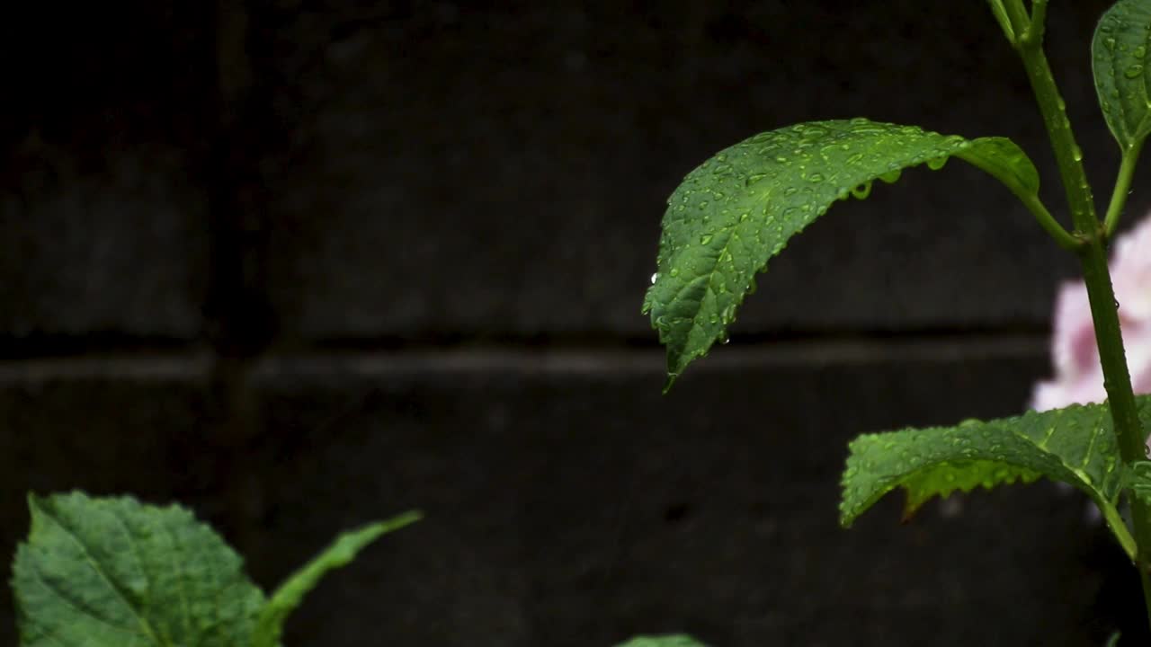 绣球花的叶子被雨淋湿了视频素材