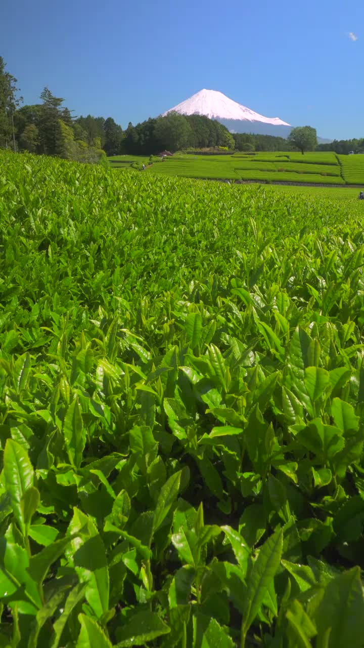 绿茶种植园和富士山/小渊Sasaba，静冈县视频素材