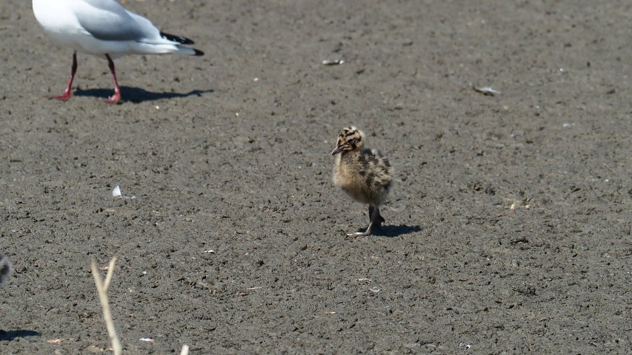 英国兰开夏郡西尔弗代尔附近雷顿莫斯RSPB保护区的黑头鸥幼崽。视频素材