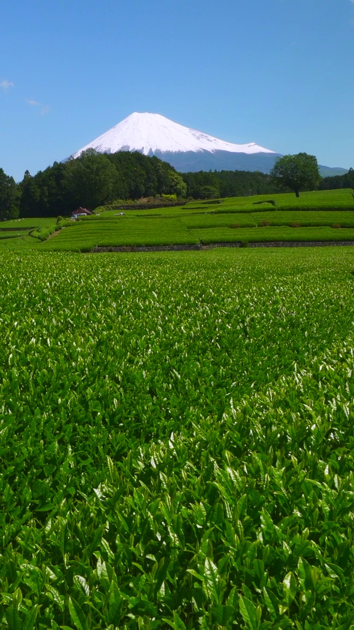 绿茶种植园和富士山/小渊Sasaba，静冈县视频素材