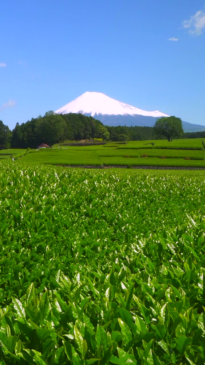 绿茶种植园和富士山/小渊Sasaba，静冈县视频素材