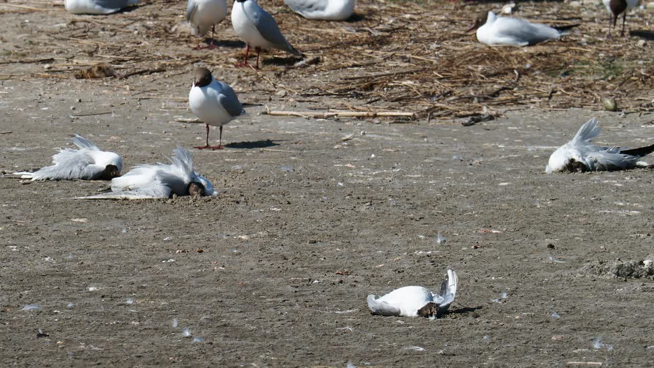 在英国兰开夏郡西尔弗代尔附近的雷顿莫斯RSPB保护区，死于禽流感的死亡和垂死的黑头鸥。视频素材