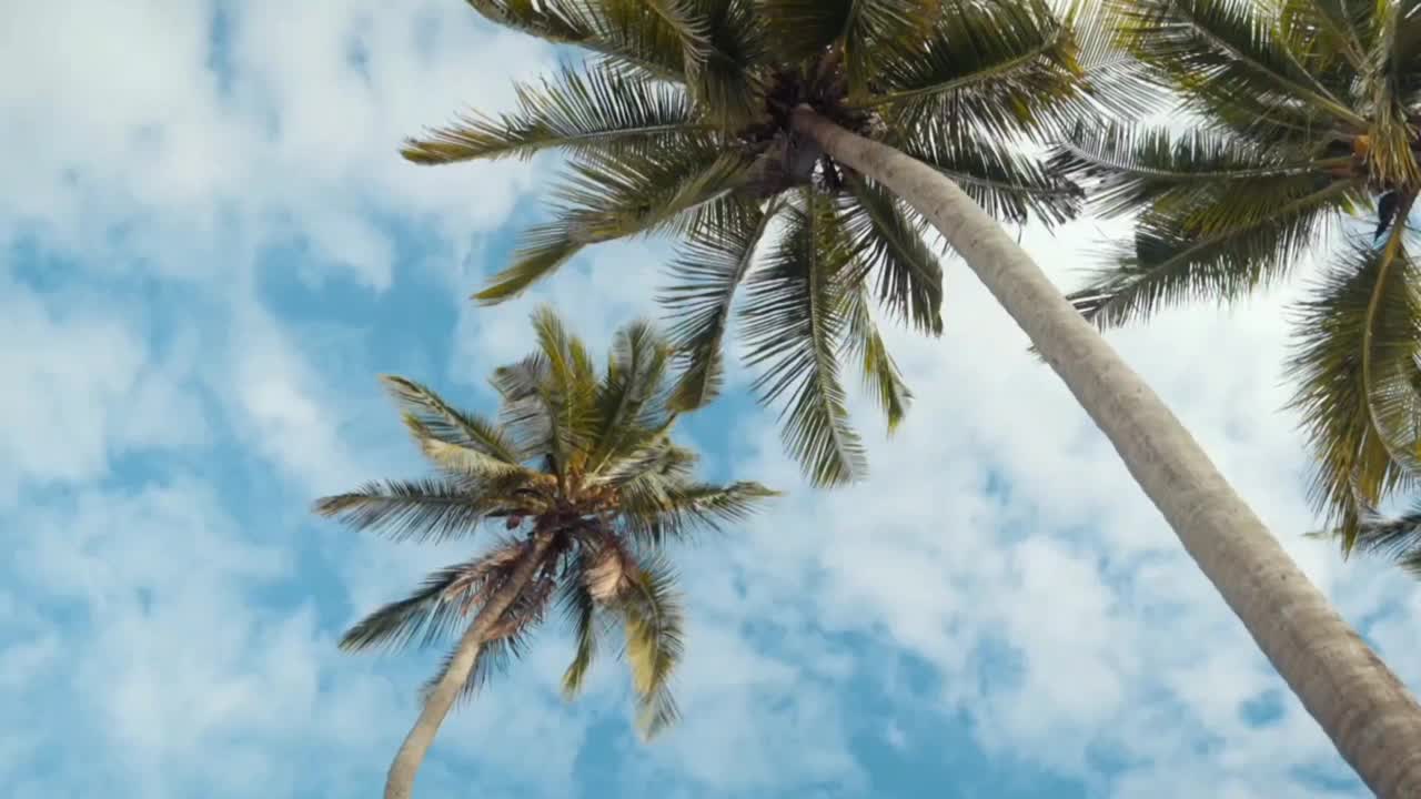 椰树在夏天随风移动视频下载