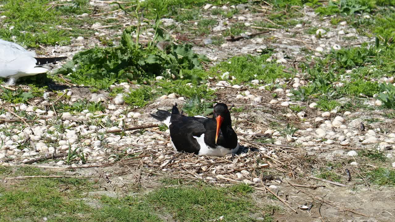 在英国兰开夏郡Silverdale附近的Leighton Moss RSPB保护区，一只捕牡蛎的ostralegus正坐在海鸥群的巢上。视频素材