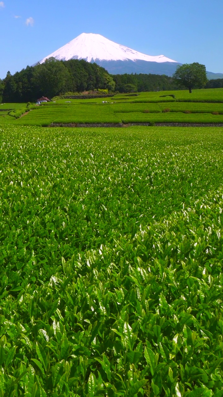 绿茶种植园和富士山/小渊Sasaba，静冈县视频素材